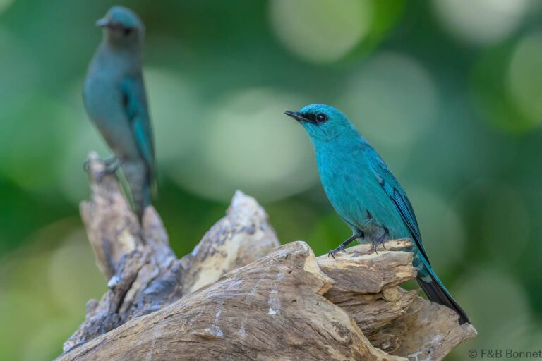 Verditer Flycatcher_China-3