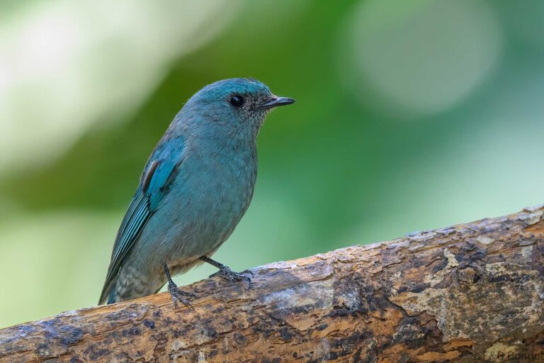 Verditer Flycatcher_China-4