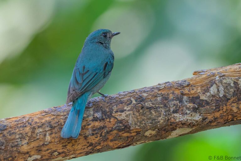 Verditer Flycatcher_China-5