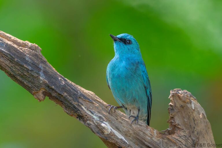 Verditer Flycatcher_China-6