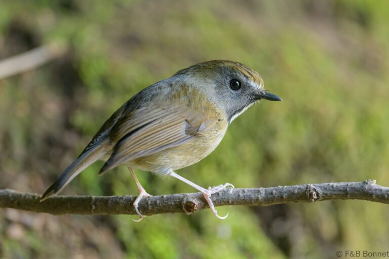 White-gorgeted Flycatcher_China-1