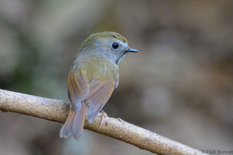 White-gorgeted Flycatcher_China-2