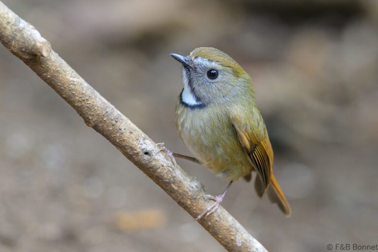 White-gorgeted Flycatcher_China-3
