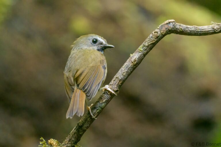 White-gorgeted Flycatcher_Thailand-1