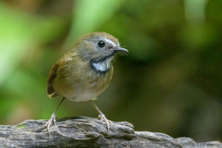 White-gorgeted Flycatcher_Thailand-2