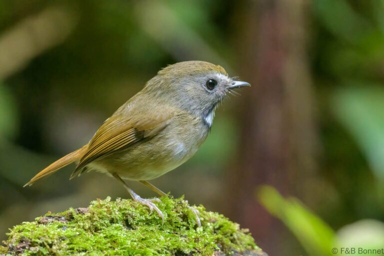 White-gorgeted Flycatcher_Thailand-3