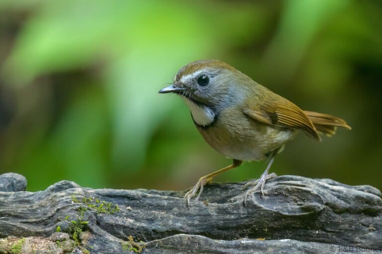 White-gorgeted Flycatcher_Thailand-4