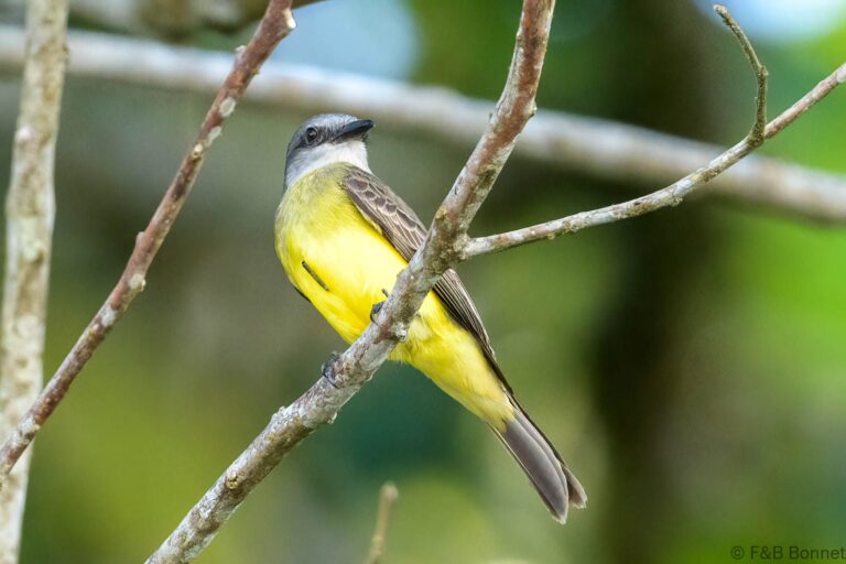 White-throated Kingbird_Ecuador-2