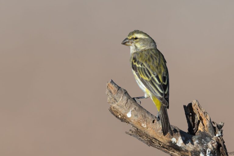 Yellow Canary_South Africa-2