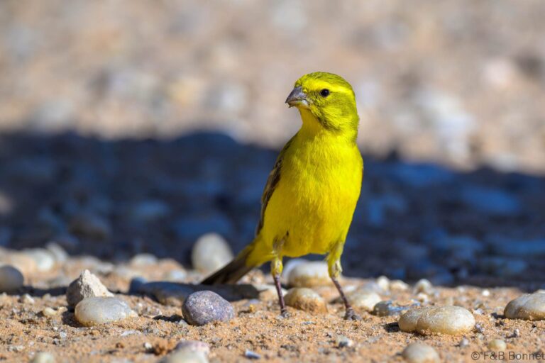 Yellow Canary_South Africa-3