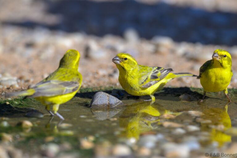 Yellow Canary_South Africa-4