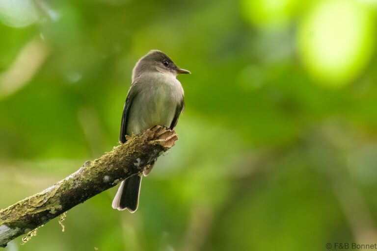 Yellow-bellied Elaenia_Ecuador-2