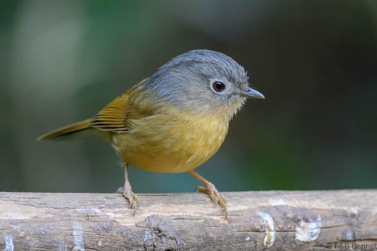 Yunnan Fulvetta_China-2