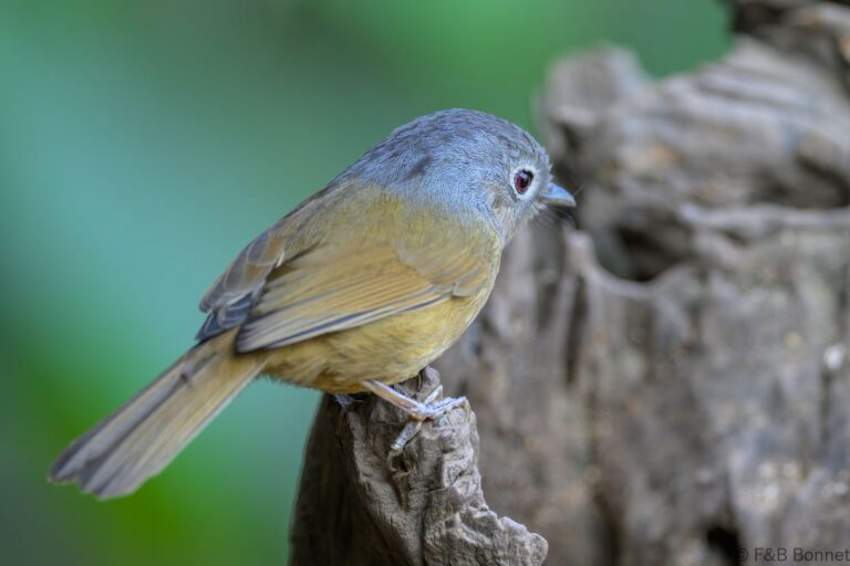 Yunnan Fulvetta_China-3