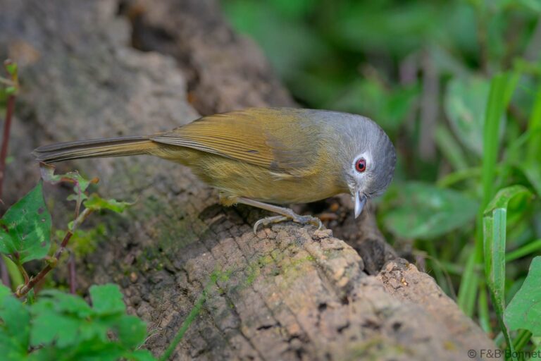 Yunnan Fulvetta_China-4