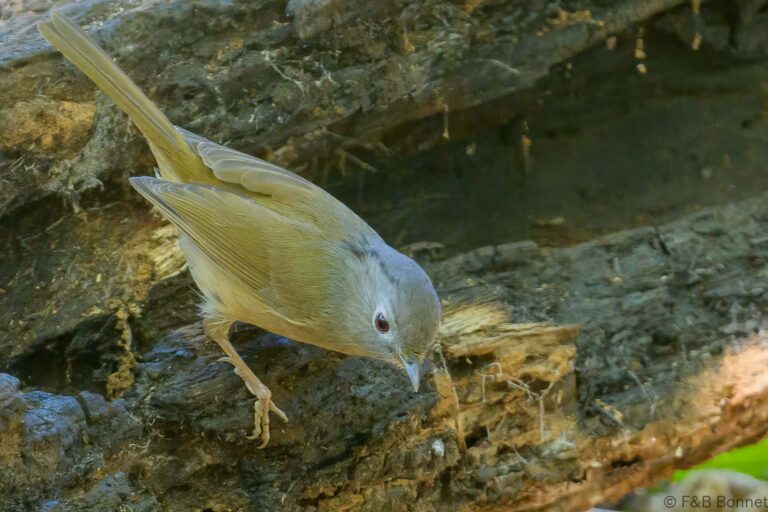 Yunnan Fulvetta_Thailand-1