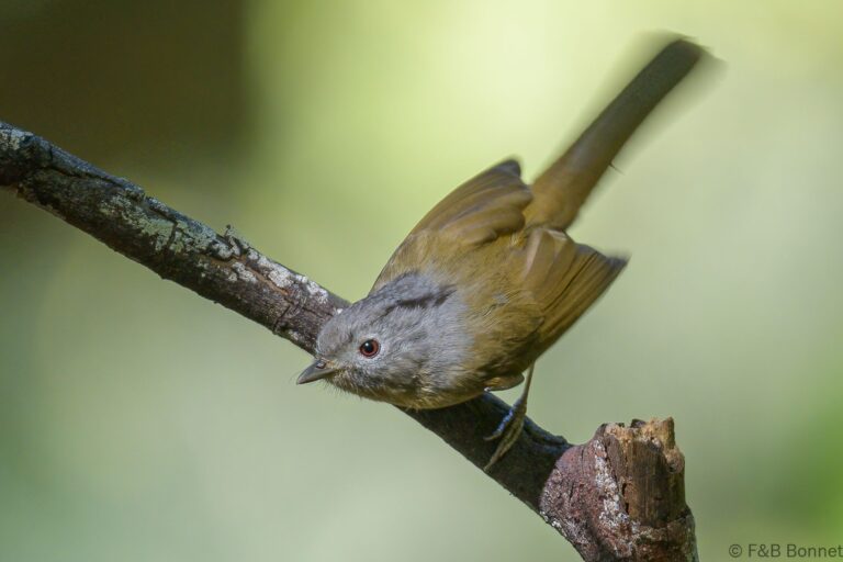Yunnan Fulvetta_Thailand-2