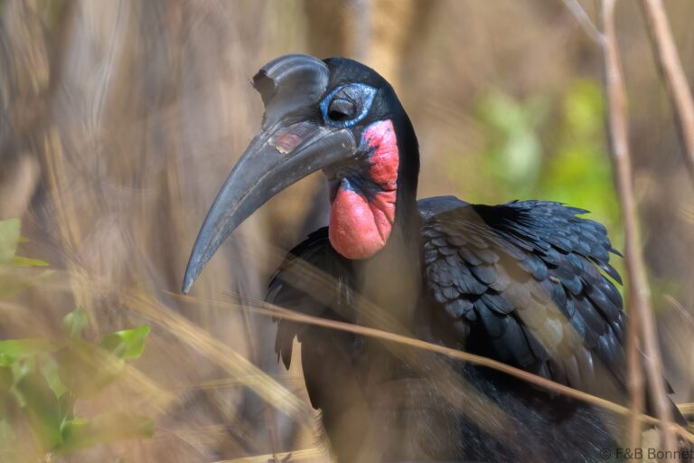 Abyssinian groung hornbill senegal 1