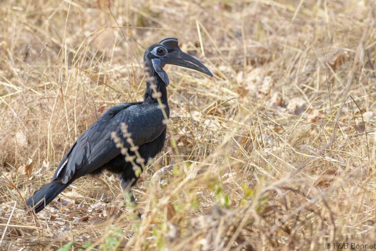 Abyssinian groung hornbill senegal 2