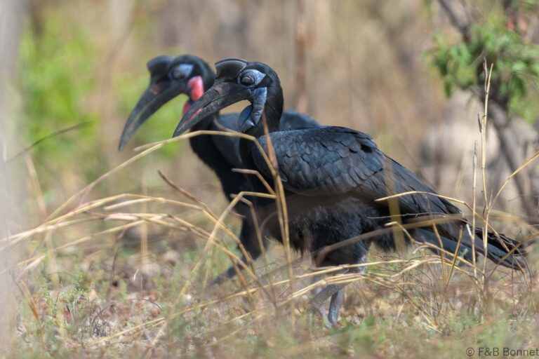 Abyssinian groung hornbill senegal 4