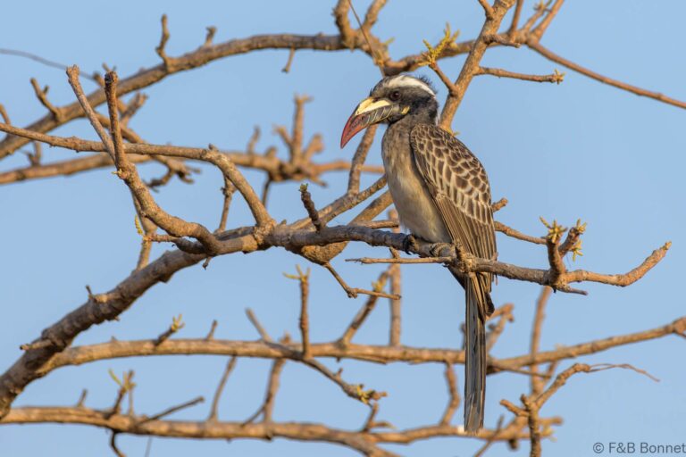 African grey hornbill senegal 2