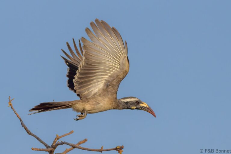 African grey hornbill senegal 3