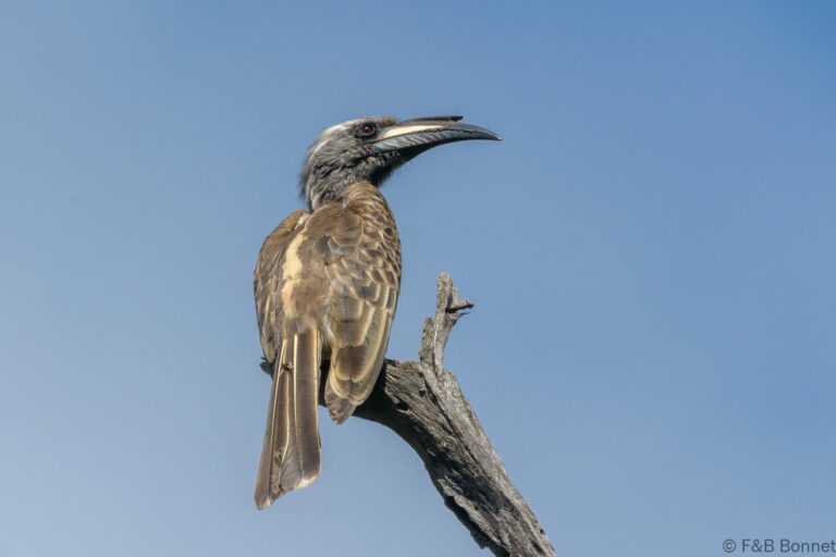 African grey hornbill south africa 1