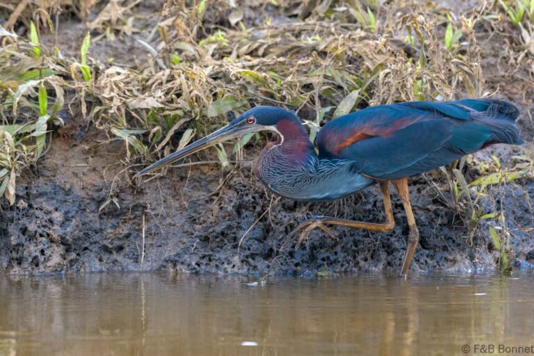 Agami heron costa rica 2