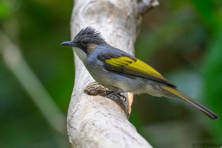 Ashy Bulbul_China-1