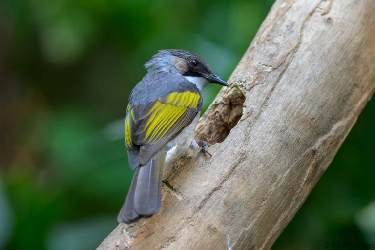 Ashy Bulbul_China-2