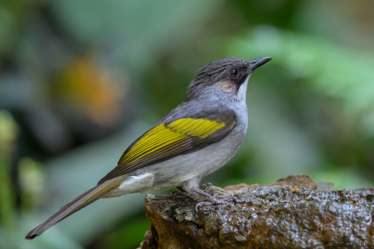Ashy Bulbul_China-3