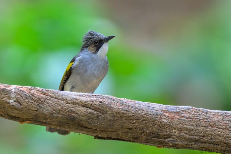 Ashy Bulbul_China-4