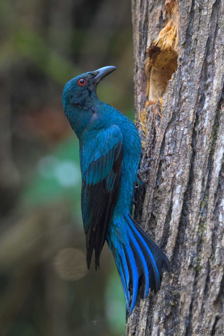 Asian Fairy-bluebird_China-1