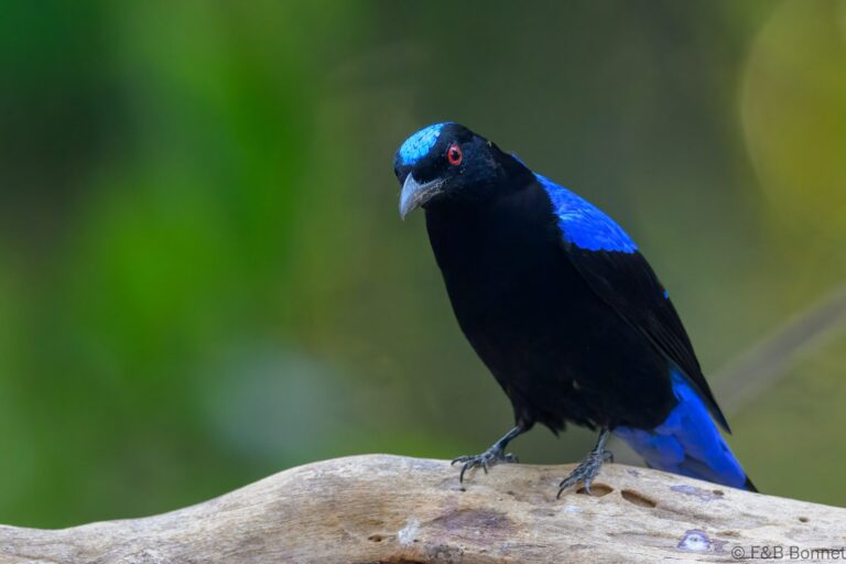 Asian Fairy-bluebird_China-2