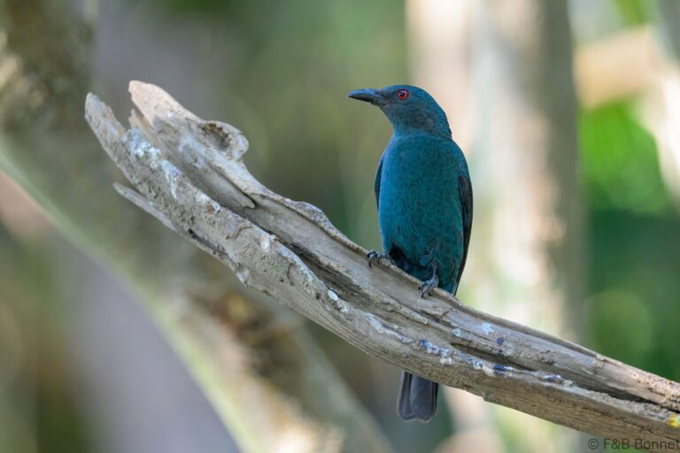 Asian Fairy-bluebird_China-4