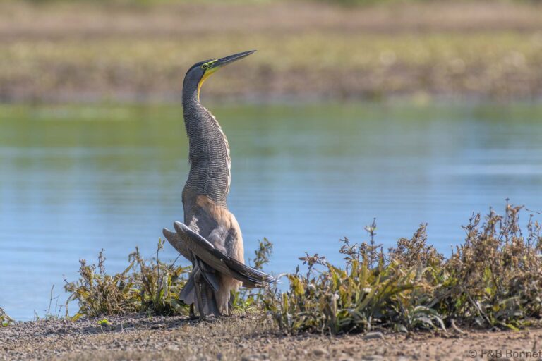 Bare throated tiger heron costa rica 3