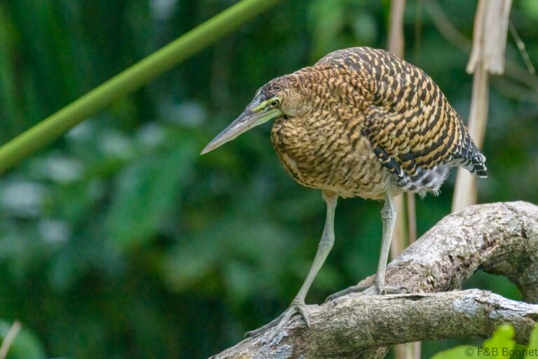 Bare throated tiger heron costa rica 4