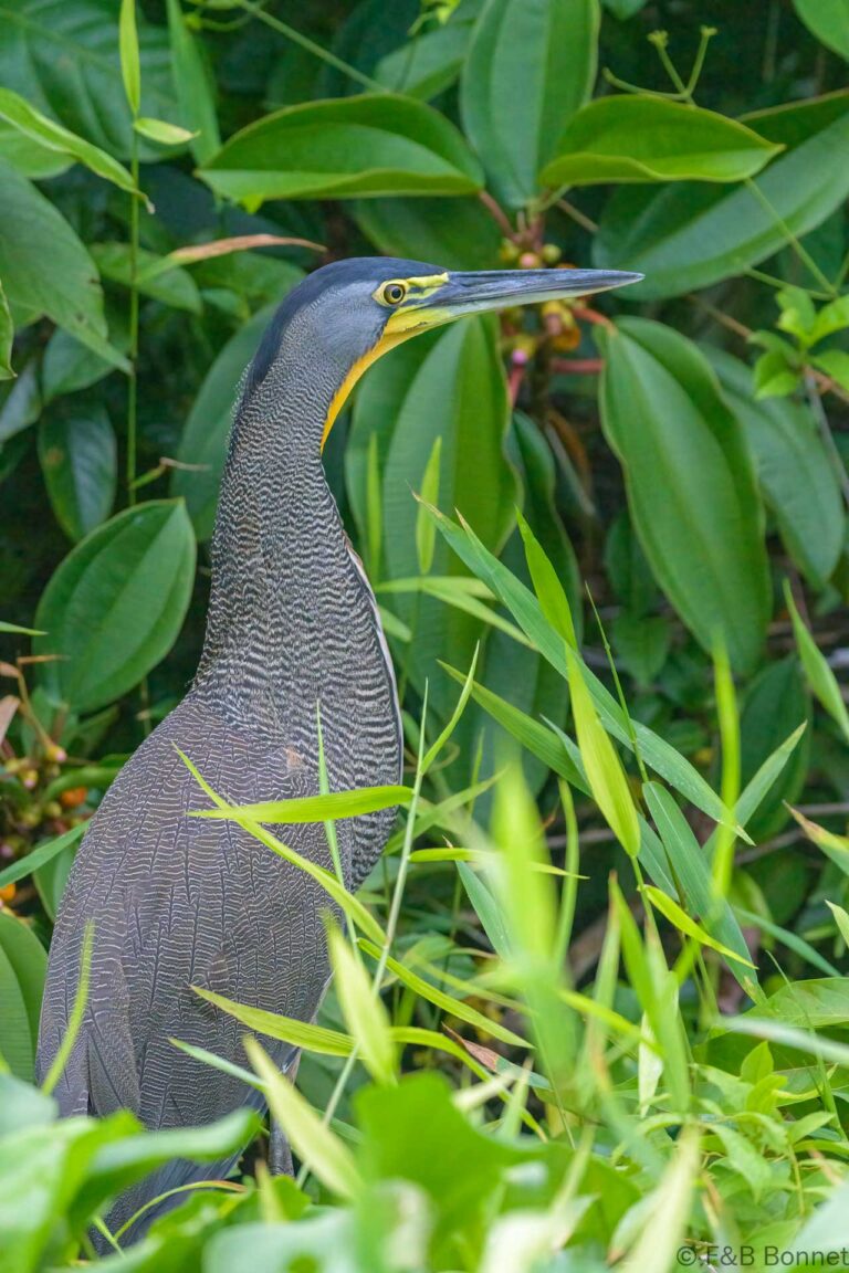 Bare throated tiger heron costa rica 5