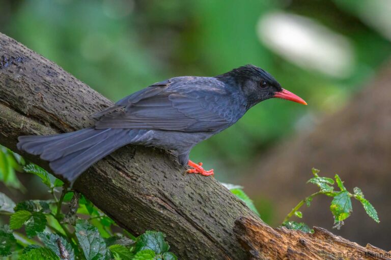 Black Bulbul_China-1