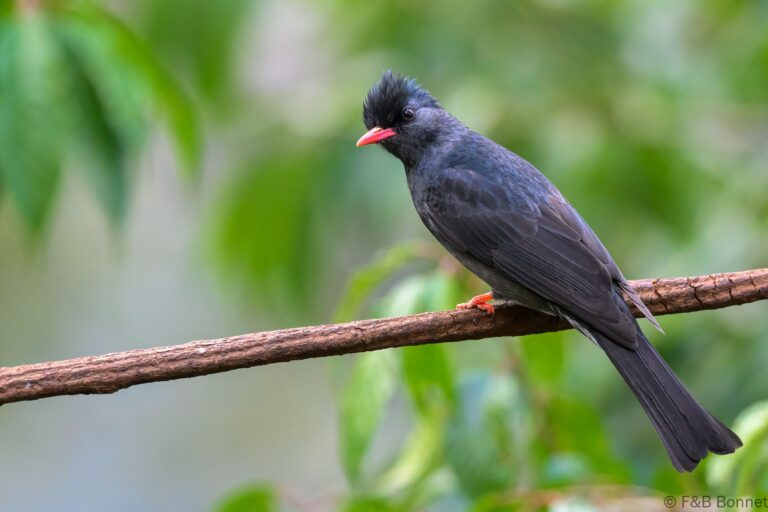 Black Bulbul_China-2