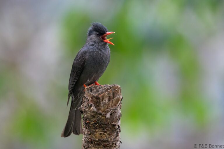 Black Bulbul_China-4
