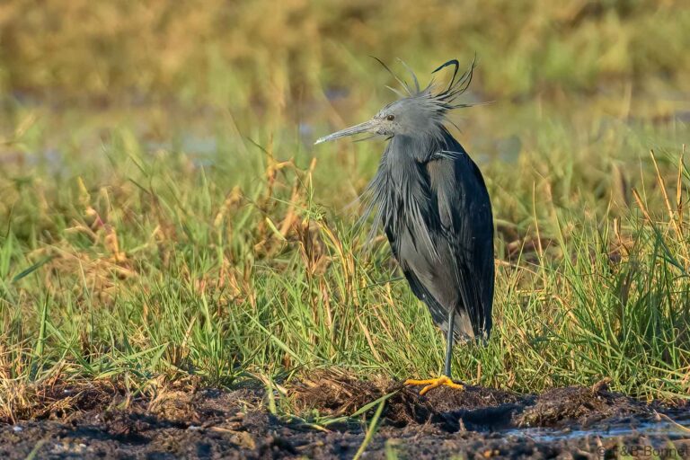 Black heron botswana 1