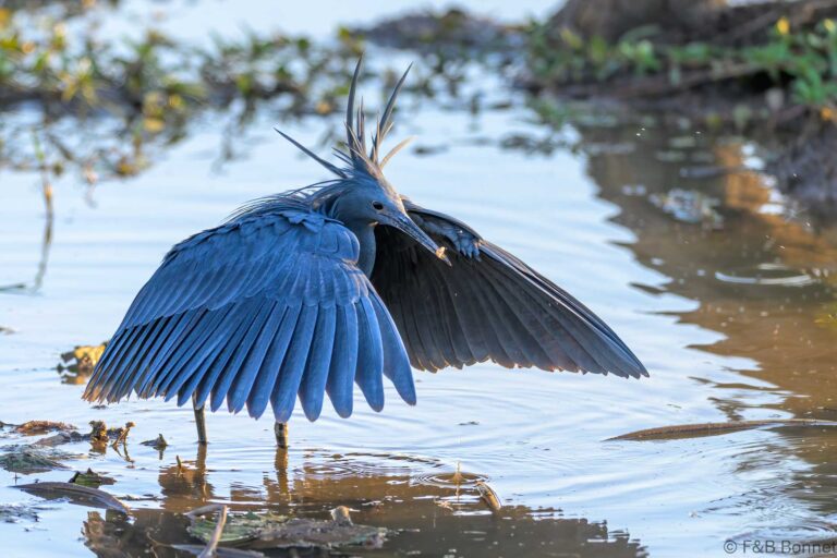 Black heron south africa 1