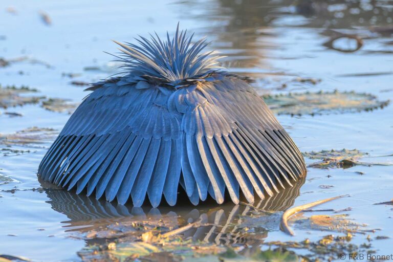 Black heron south africa 2
