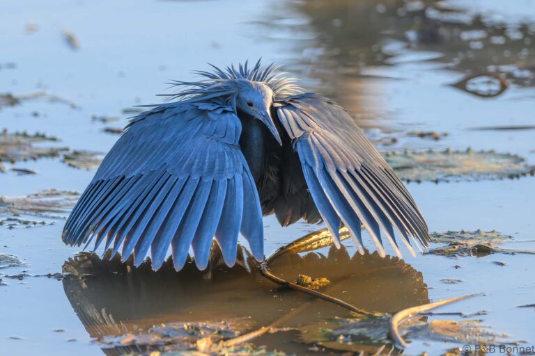 Black heron south africa 3