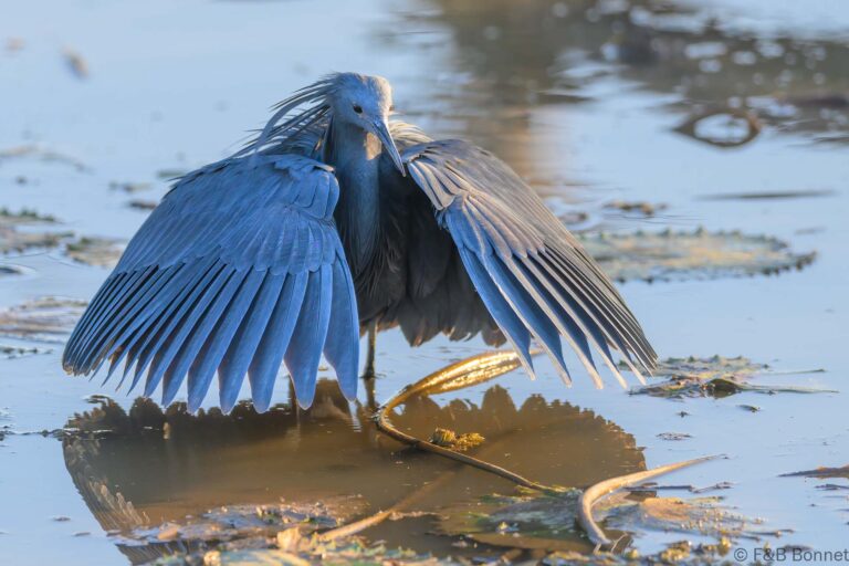 Black heron south africa 4