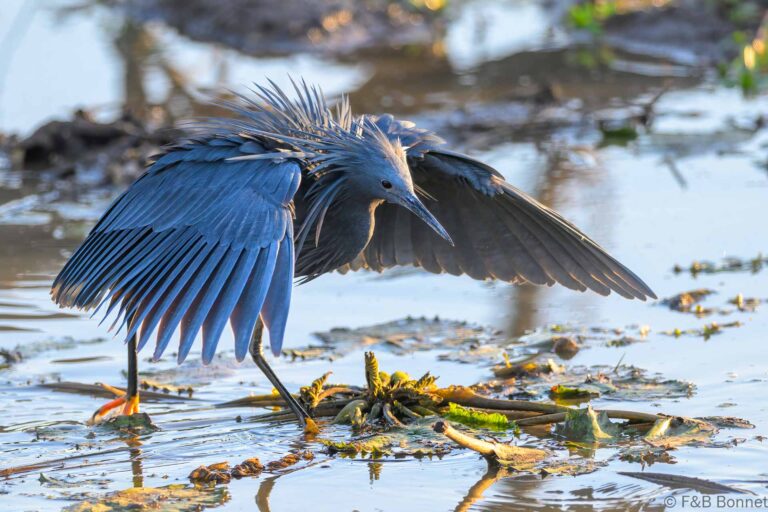 Black heron south africa 5