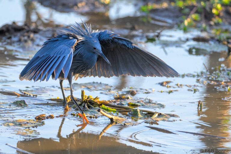Black heron south africa 6