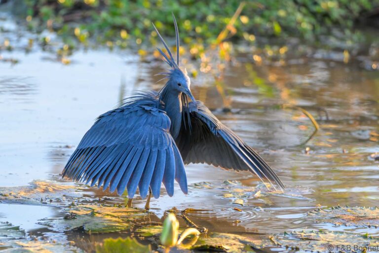 Black heron south africa 7