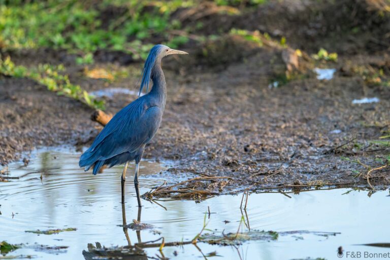 Black heron south africa 8